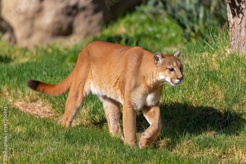 Mountain Lion Walks on Rocky Ground in Bright Daylight in a Natural Setting