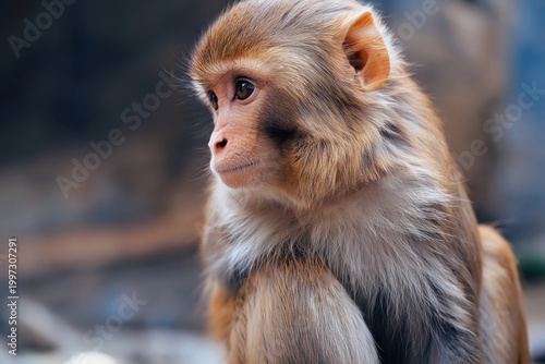Monkey Sitting on a Branch in a Natural Setting During Daylight
