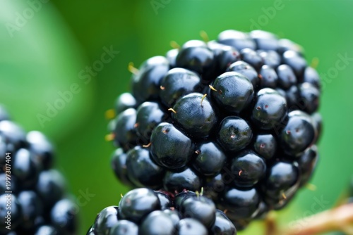 Fresh Blackberries Growing on a Plant in a Garden During Summer Season