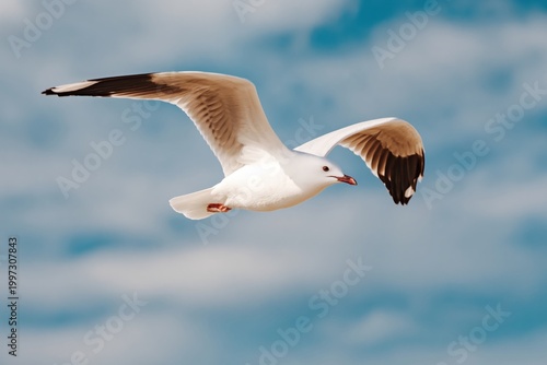 Seagull Flying Over Water During Daytime at the Coast