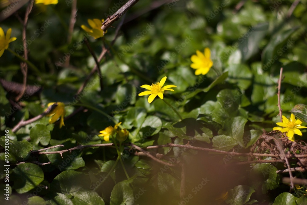 Obraz premium Bright yellow flowers, possibly a lesser celandine (Ficaria verna), stands out against a rich green background. The flower displays bright yellow petals, contrasting with the dark green, glossy leaves