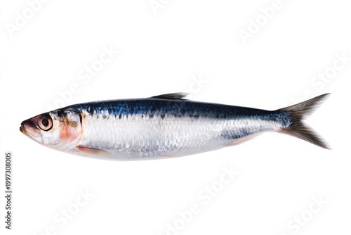 Fresh Fish Lies on a White Surface Ready for Cooking or Preparation in a Kitc...