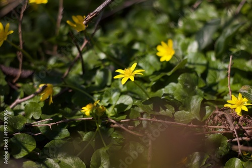 Bright yellow flowers, possibly a lesser celandine (Ficaria verna), stands out against a rich green background. The flower displays bright yellow petals, contrasting with the dark green, glossy leaves