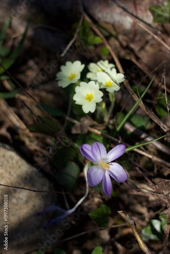 Purple crocus (Crocus spp.) and pale yellow primroses (Primula vulgaris) bloom among dried grass in a sunlit forest setting
