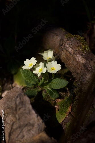 Pale yellow primroses bloom among dried grass