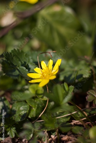 A single yellow flower, possibly a lesser celandine (Ficaria verna), stands out against a rich green background. The flower displays bright yellow petals, contrasting with the dark green, glossy grass