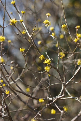 Tangled branches in a bush during spring display clusters of small, yellow blossoms. Thin stems and twigs weave through each other, creating a dense, intricate pattern.