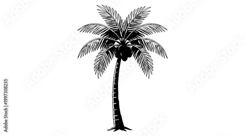 Vintage black and white coconut palm tree vector illustration