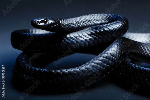 Black Snake Coiled on Dark Surface During Nighttime Setting