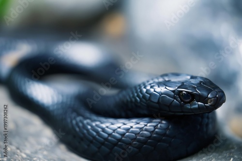 Black Snake Coiled on a Dark Surface Showcasing Its Shiny Scales and Focused ...