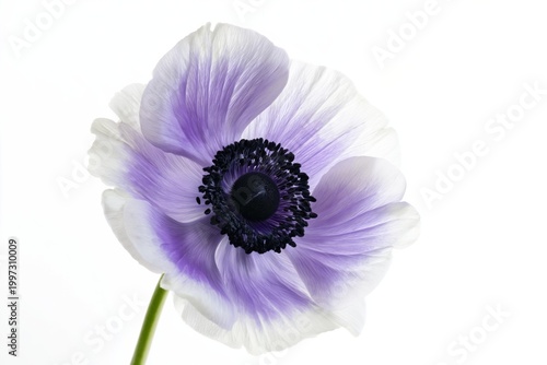 Purple and White Flower With Black Center Displayed on a Bright Background in...