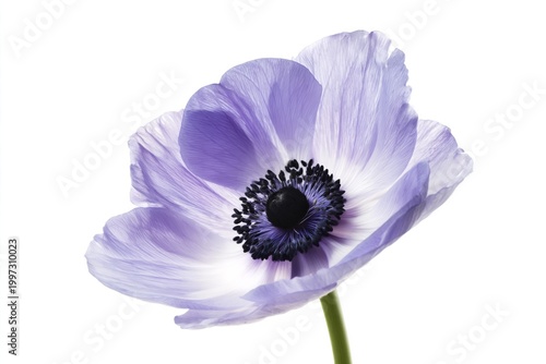 Purple and White Flower With Black Center Displayed on a Bright Background in...