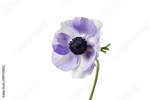 Purple Flower With White Petals and a Dark Center on a Plain Background in Br...