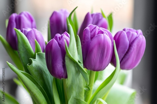 Violet Tulips Arranged With Green Leaves in a Simple Setting