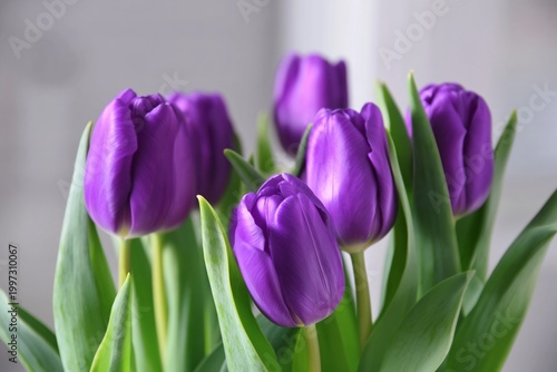 Purple Tulips Arranged in a Bunch With Green Leaves Indoors During Daylight
