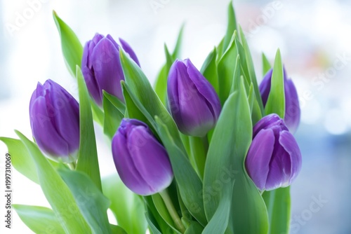Purple Tulips Arranged in a Bunch With Green Leaves Indoors During Daylight