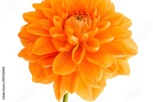 Bright Orange Flower Blooms in Full View Against a White Background During Da...