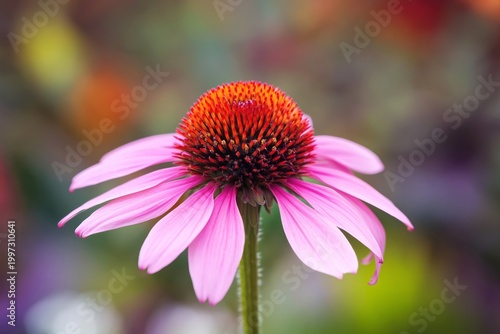 Flower With Pink Petals and a Round Center in a Garden During Daylight