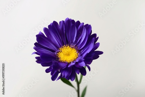 Purple Flower With Yellow Center on Plain Background Displays Natural Beauty ...
