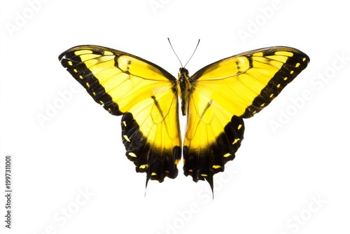 Bright Yellow Butterfly With Black Edges on a White Background During Dayligh...