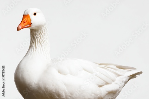 White Goose Standing on a Neutral Background With a Straight Posture and Brig...