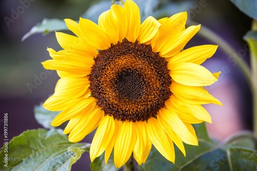 Sunflower Blooms Under Natural Light in a Garden Setting During the Afternoon...