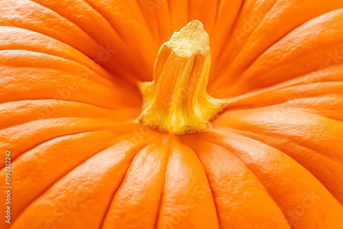 Close View of an Orange Pumpkin During Autumn Harvest Season in a Garden