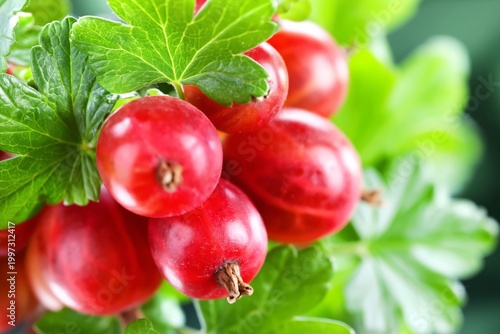 Fresh Red Currants With Green Leaves Displayed on a White Surface in Natural ...