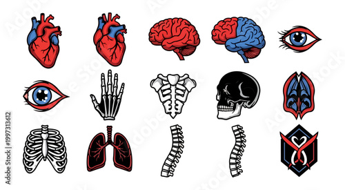 Anatomical illustrations of human body organs and systems