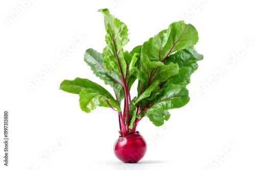 Fresh Beet With Green Leaves Grown in Soil Ready for Harvesting in the Garden