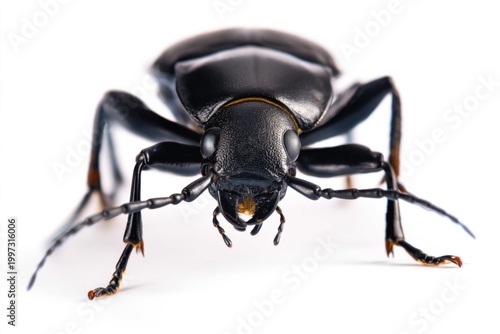Black Beetle Insect With Detailed Features on a White Background