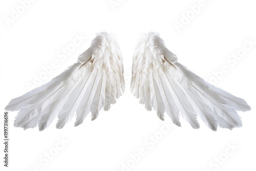 White Feather Wings Displayed Flat Against a White Background