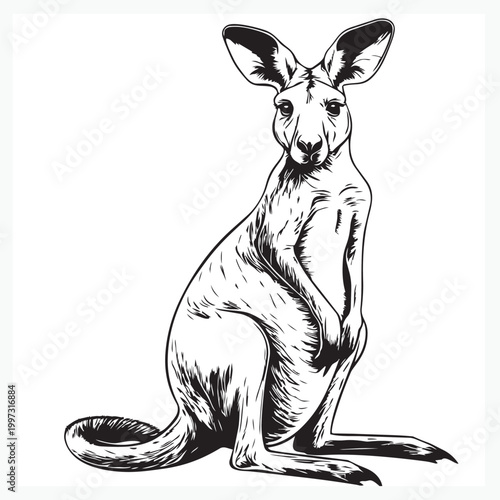 kangaroo vector illustration