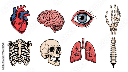 Human anatomy illustrations medical science healthcare study vector