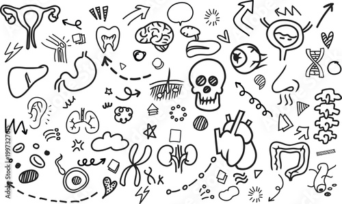 Horizontal Human Organs Medical Doodle Vector Background