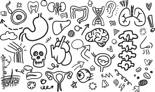 Medical Anatomy Organ Icons Hand Drawn Horizontal Vector