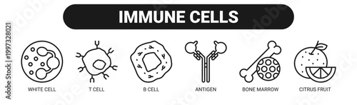 Immune Cells web banner icon vector illustration concept with icons of white cell, T cell, B cell, antigen, bone marrow, and citrus fruit.