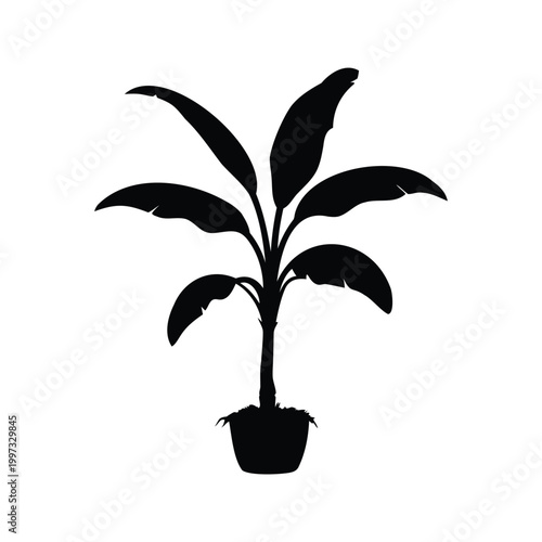Silhouette of banana tree seedling in black and white vector illustration design, banana tree seedling silhouette vector illustration