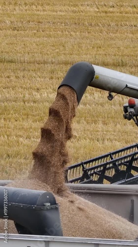 A moment of grain unloading from a combine harvester into a transport vehicle directly in the field. A steady stream of grain flows through the auger