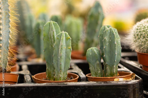 A mix of cactusin the Auchan supermarket. Different types of cacti in pots