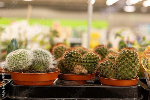 A mix of cactusin the Auchan supermarket. Different types of cacti in pots