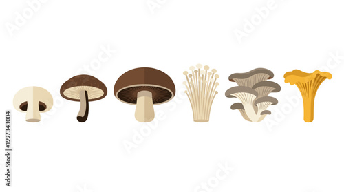 vector A selection of edible mushrooms, including button, shiitake, enoki, and oyster, are depicted on white.