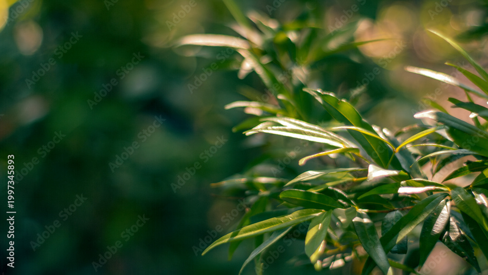 Obraz premium Sunlight Hitting Green Leaves with Soft Bokeh Background