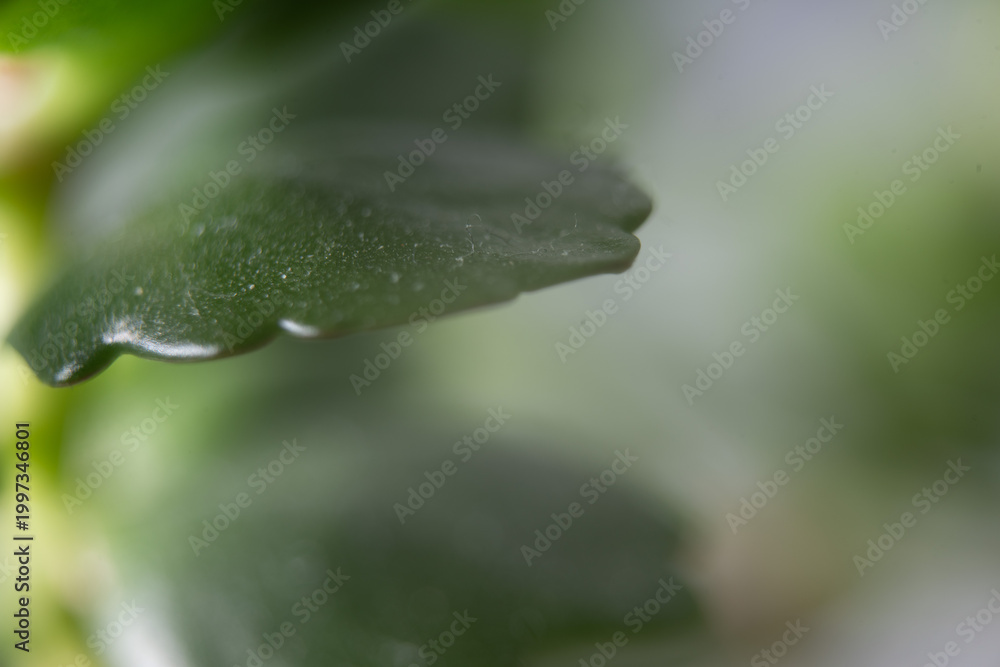 Fototapeta premium blatt grün nah makro
