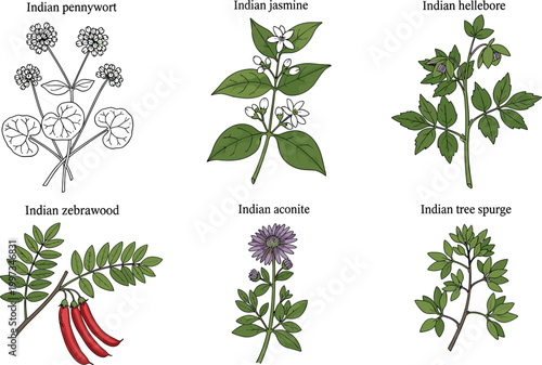 Photos Set of Indian medicinal plants including pennywort, jasmine, belladonna and acon