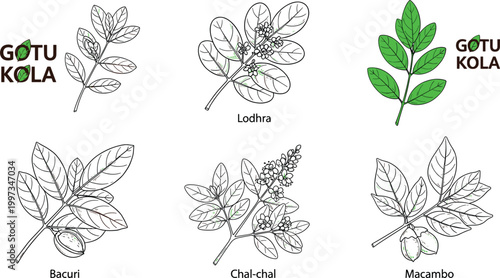 Fotografía Set of medicinal and edible plants including bay leaf, zucchini and breadnut ill