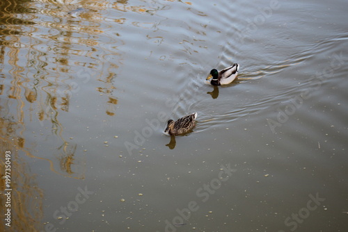 Pair of ducks swimming together in river, male and female waterfowl in natural habitat with calm wildlife scene.