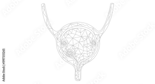 Wireframe graphic representing a human bladder with internal structures, suitable for medical or scientific illustration