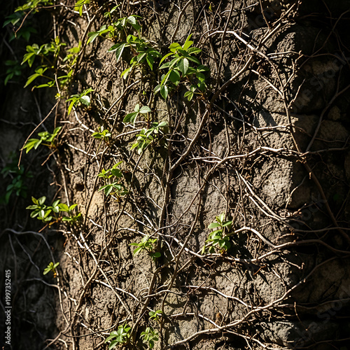 Green ivy leaves and tangled dry vines cling to an old stone wall.