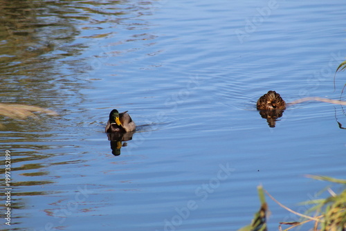 Pair of ducks swimming together in river, male and female waterfowl in natural habitat with calm wildlife scene.